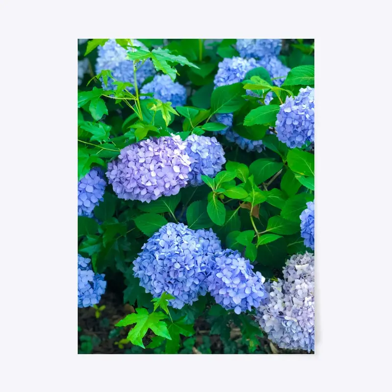 Hydrangeas