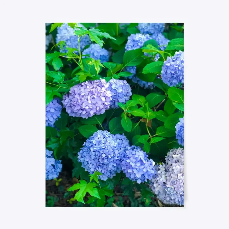 Hydrangeas