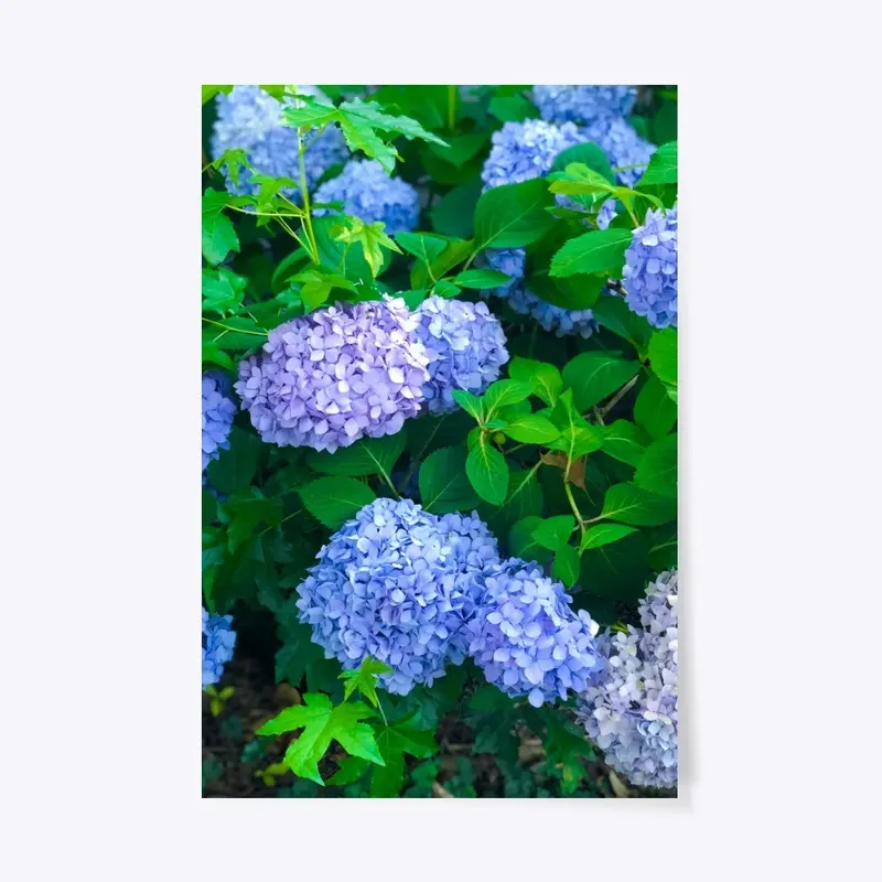 Hydrangeas