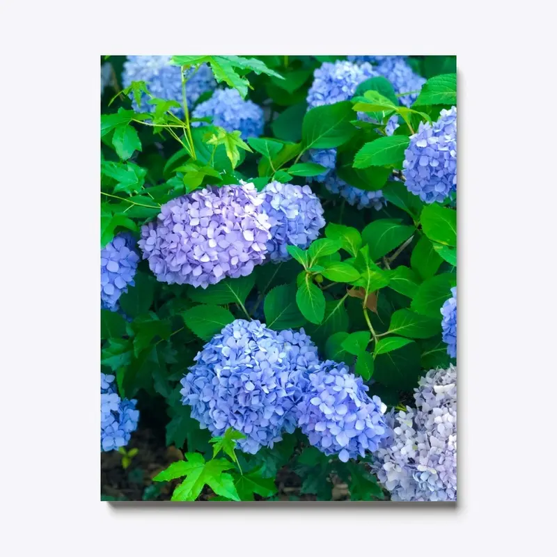 Hydrangeas